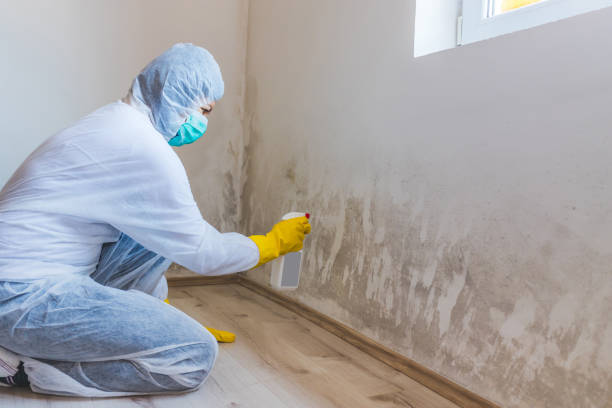 Licensed Black Mold Remediation service in Lafayette, OR - Mold Remediation HQ