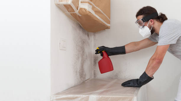 Professional Black Mold Remediation technician working in Lafayette, OR