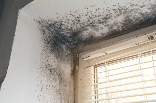 Affordable Black Mold Remediation solutions in Lafayette, OR
